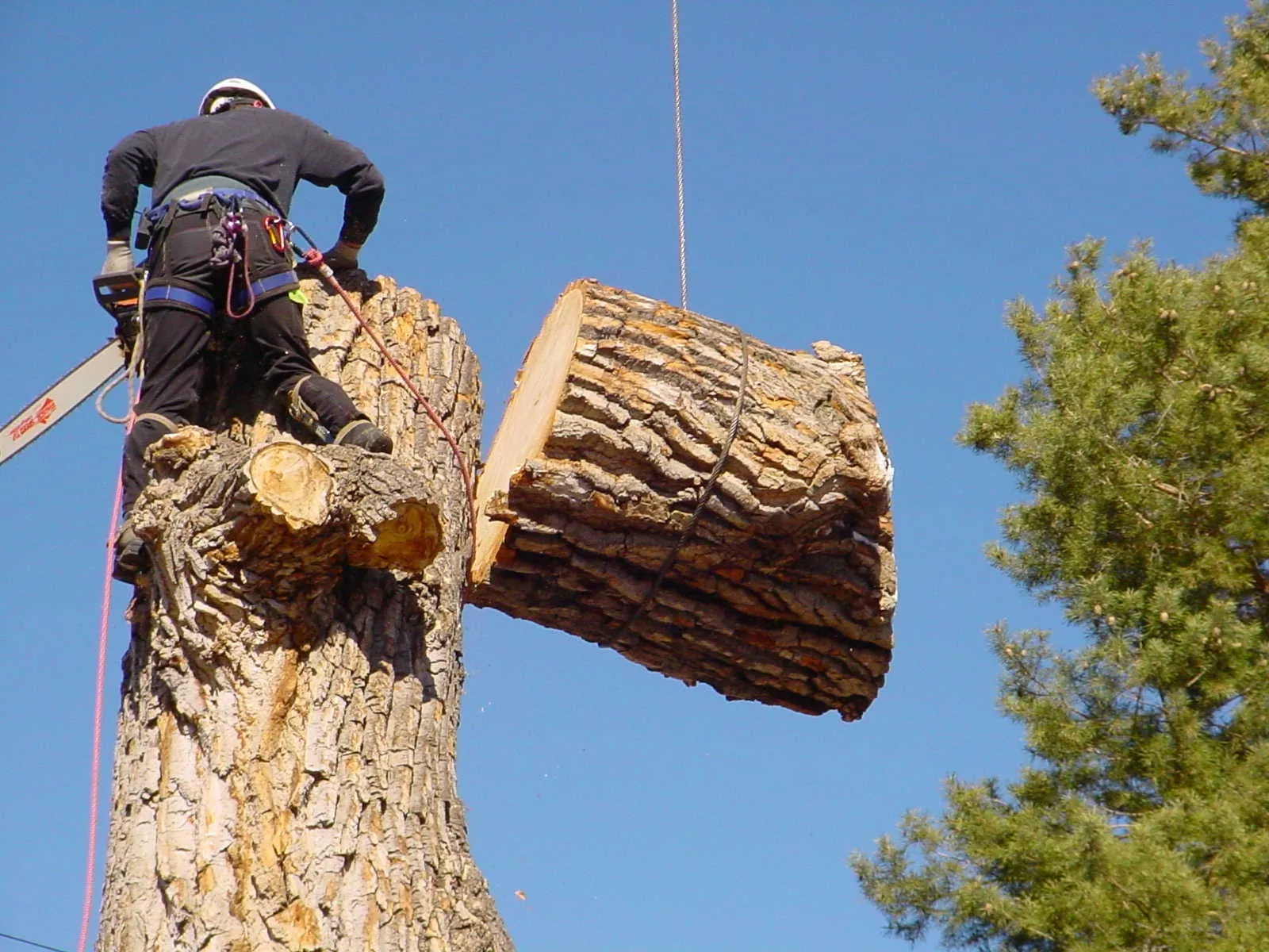 Midland Landscaping & Tree Services crew at work