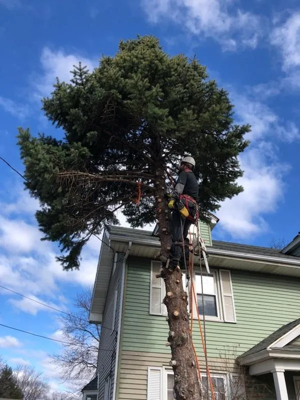 Tree Trimming & Maintenance